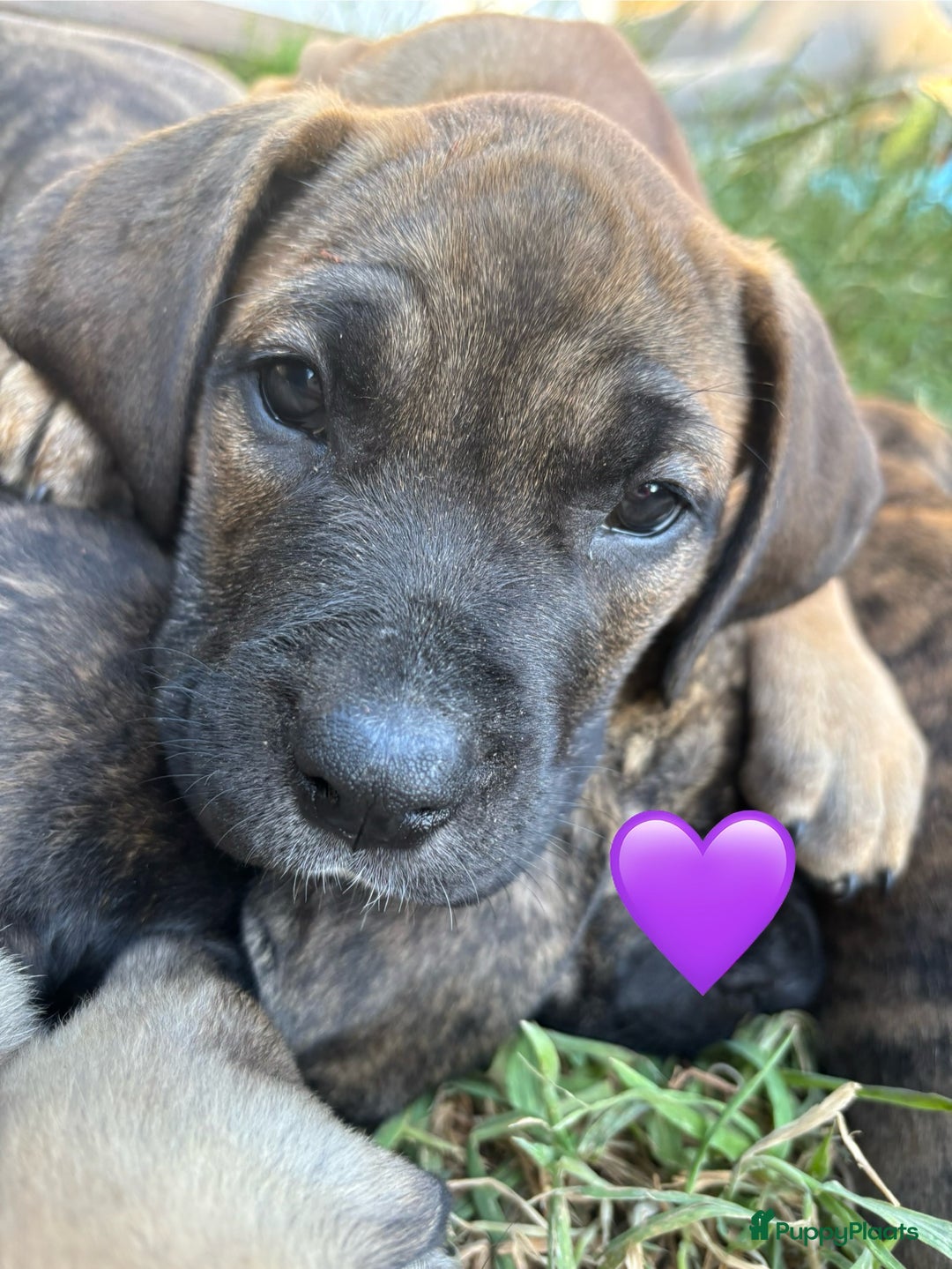Kruising honden te koop: Mooie Presa/Fila 🥰 mastiff pups zoeken personeel  - Afbeelding 27