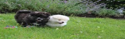 Akita honden te koop: Zeldzaam mooie Japanse akita inu pups - Advertentie 6