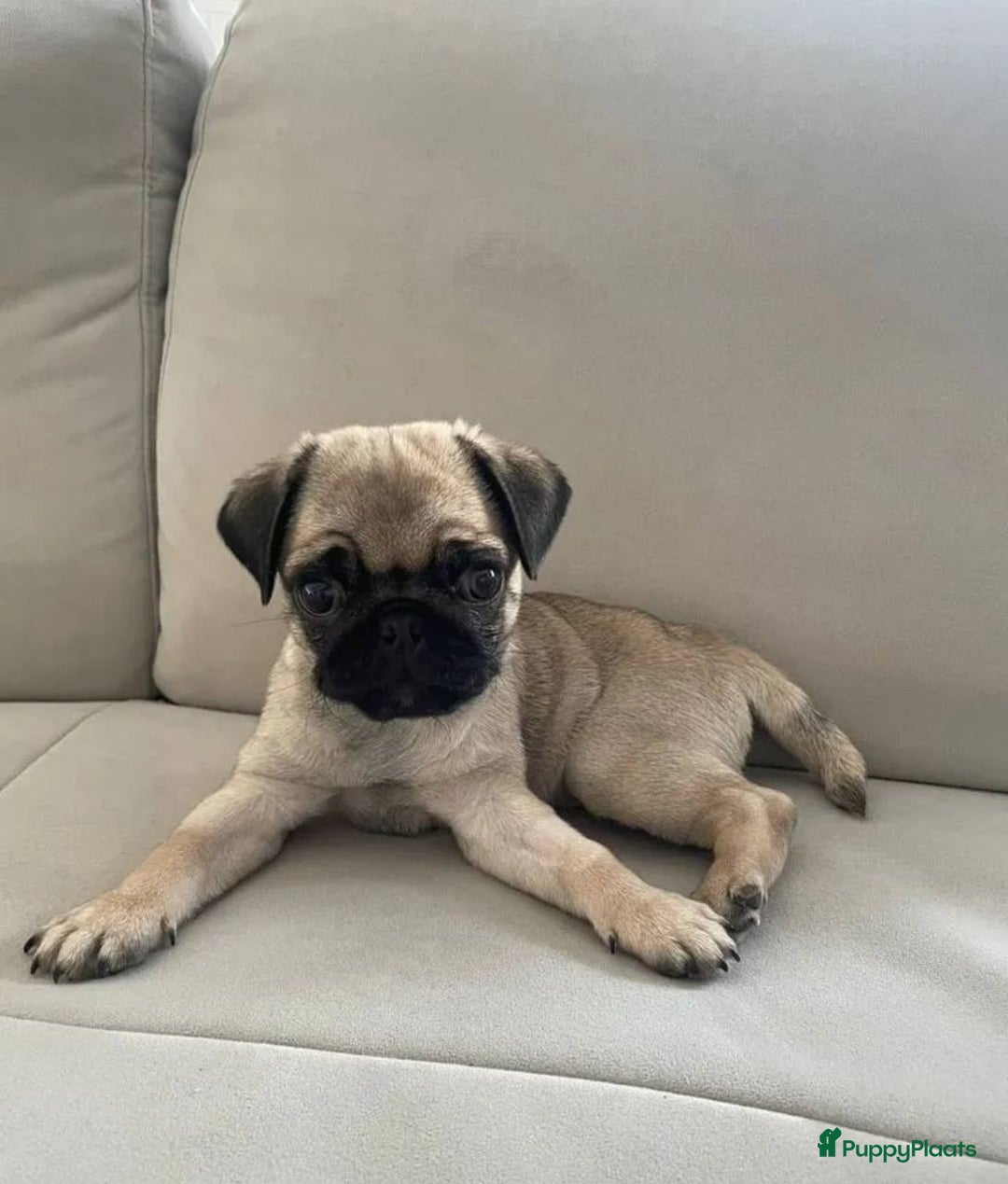 Mopshond honden te koop: Mopshond pups - Advertentie 4