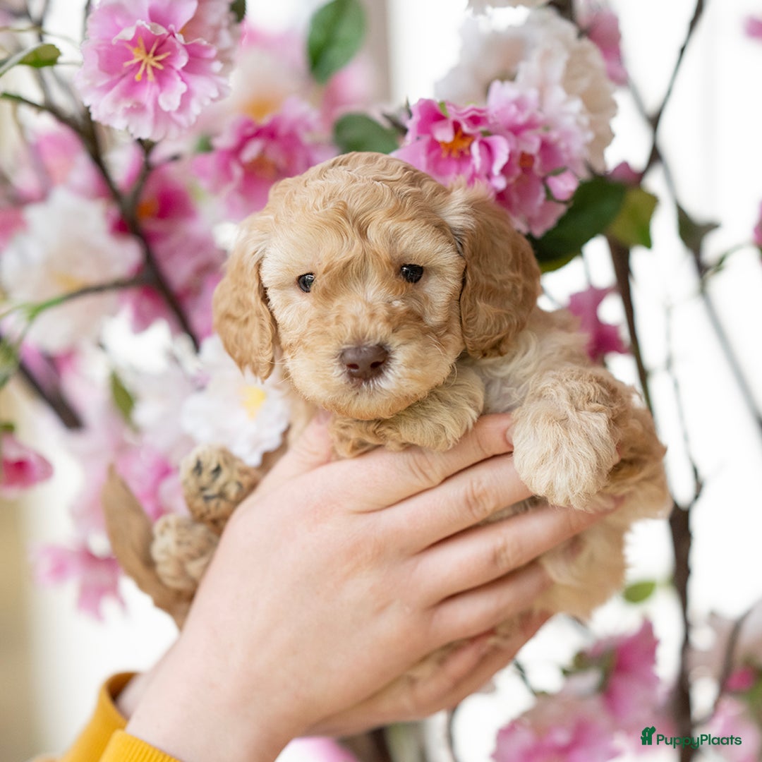 Labradoodle honden te koop: Mini labradoodle pups - Advertentie 4