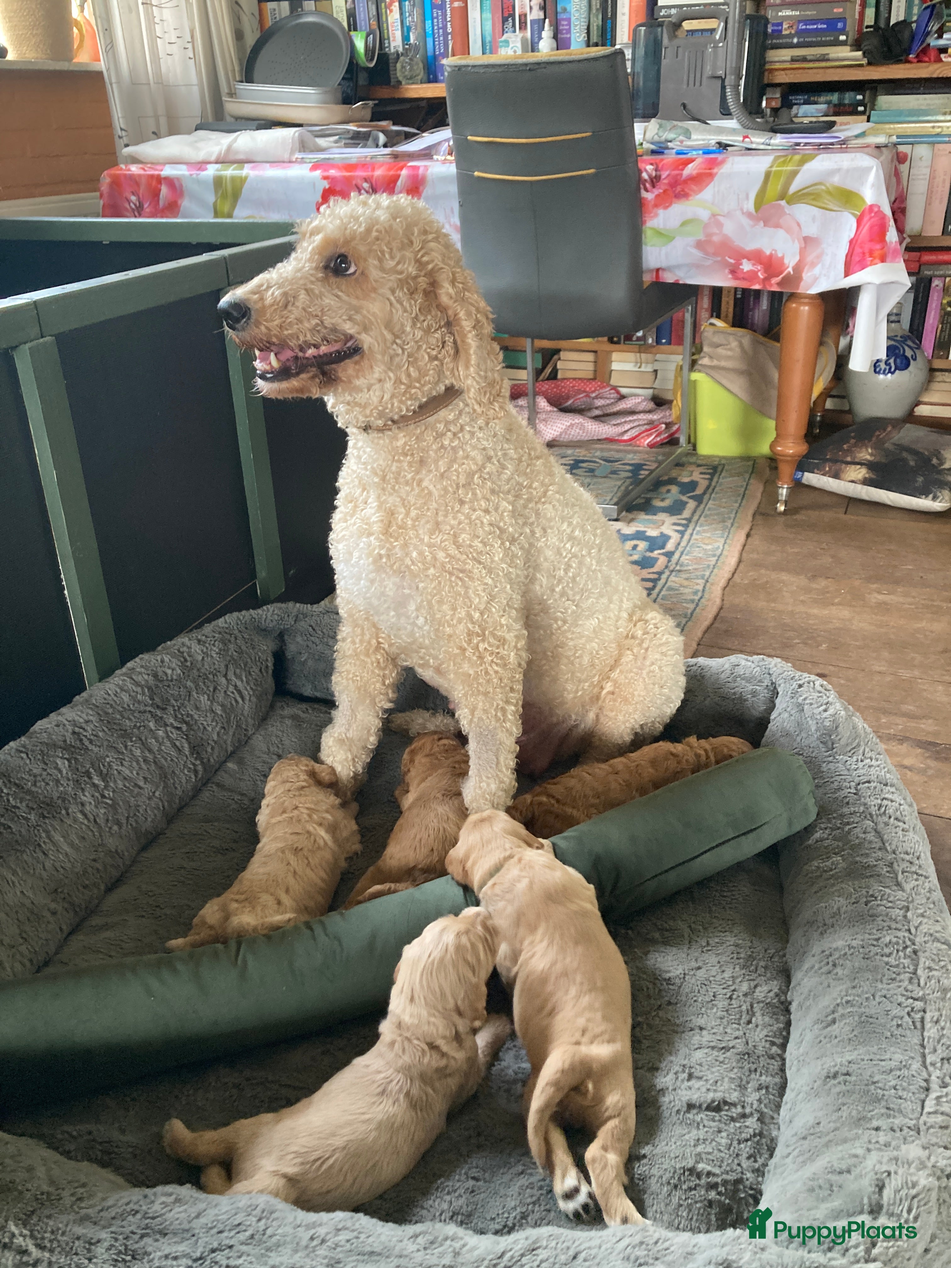 Australian Labradoodle honden Mooie Australiën labradoodles - Advertentie 1