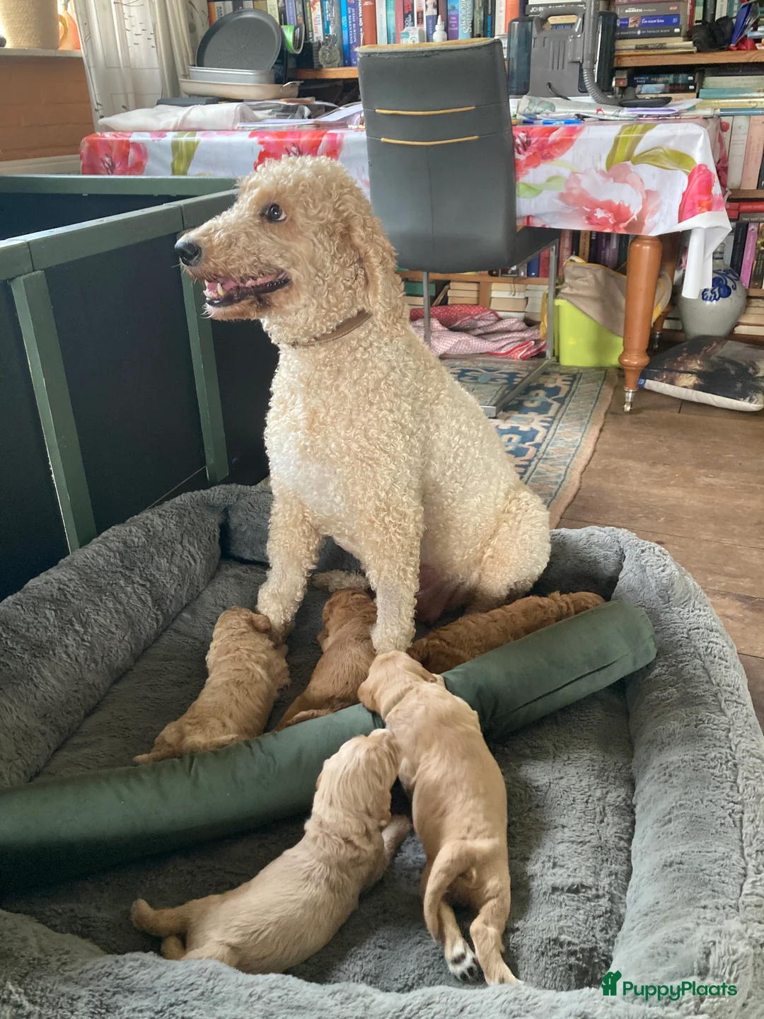 Australian Labradoodle honden te koop: Mooie Australiën labradoodles - Advertentie 1