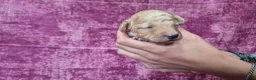 Cockapoo honden te koop: Cockapoo pupjes kleine maat - Advertentie 13