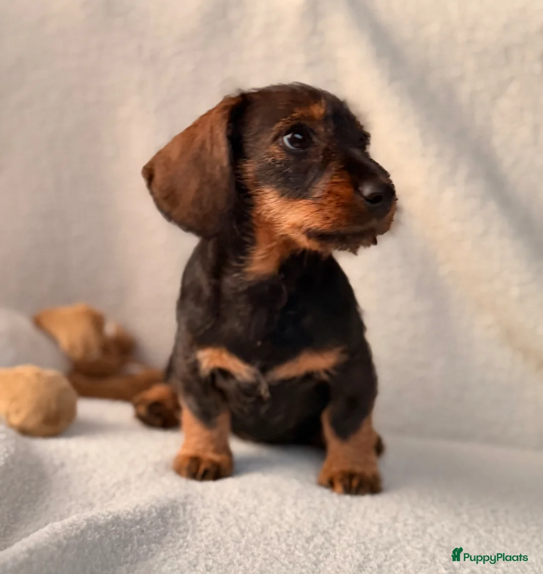 Ruwhaar Teckel honden te koop: Mooie ruwharige teckeltjes - Advertentie 5