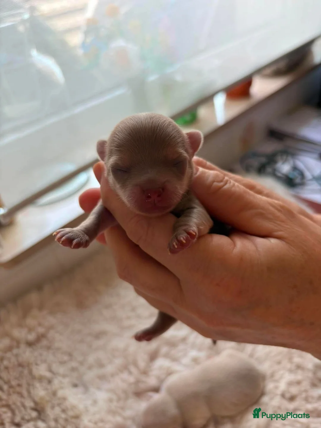 Chihuahua honden te koop: Mini chihuahua pups  - Advertentie 7