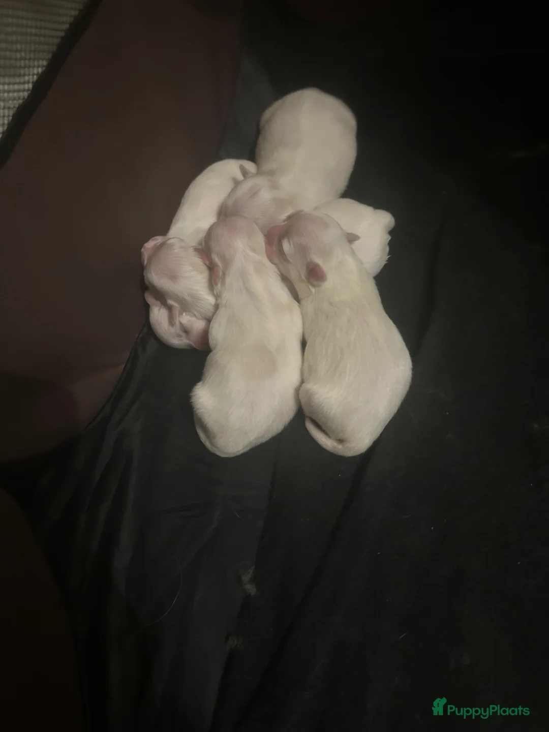 Maltezer honden te koop: Mini malzeter  - Advertentie 5