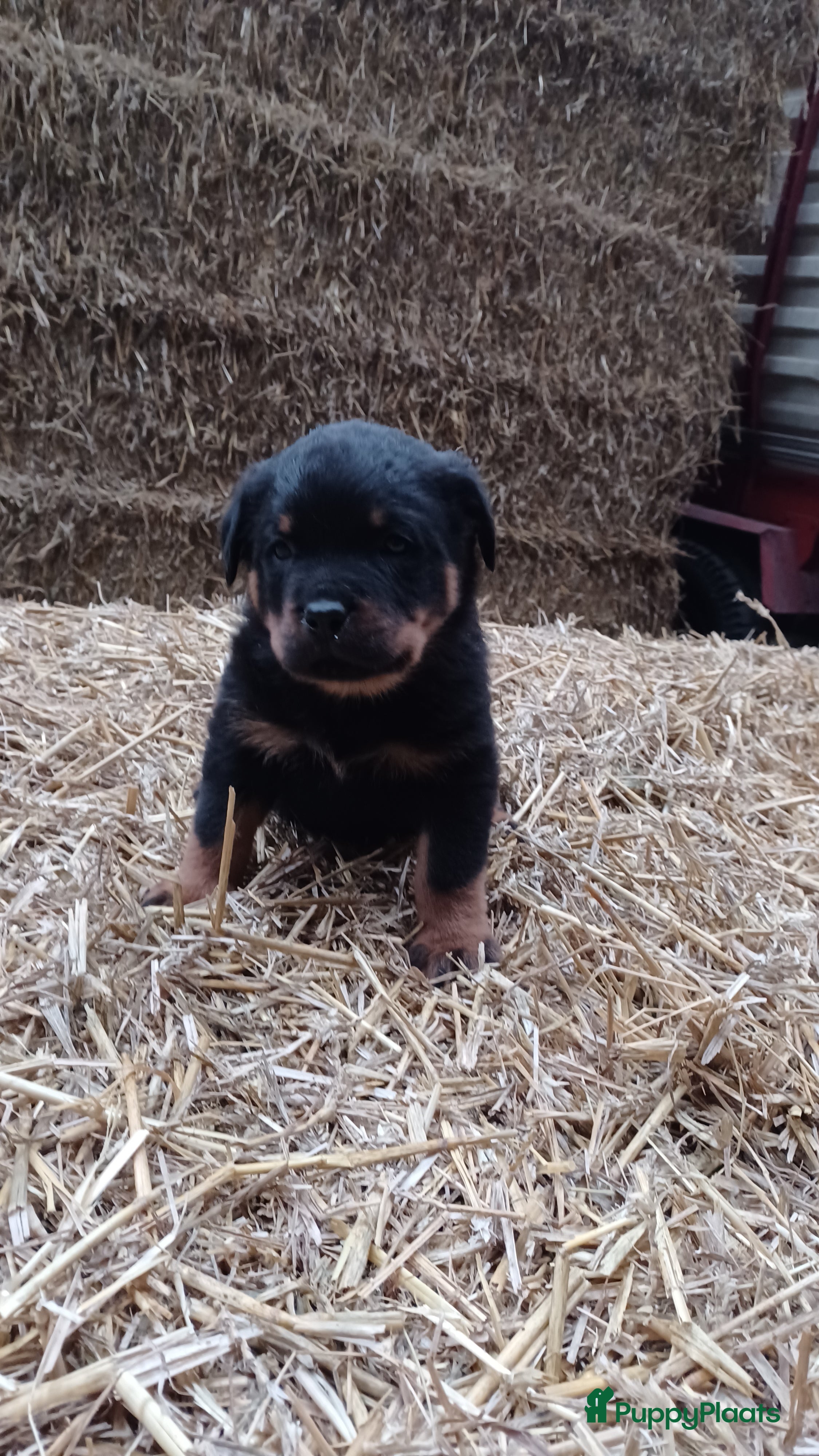 Rottweiler honden Prachtige zuivere rottweiler pups - Advertentie 2