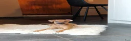 Dwergpinscher honden te koop: Dwergpinschers pups te koop - Advertentie 6