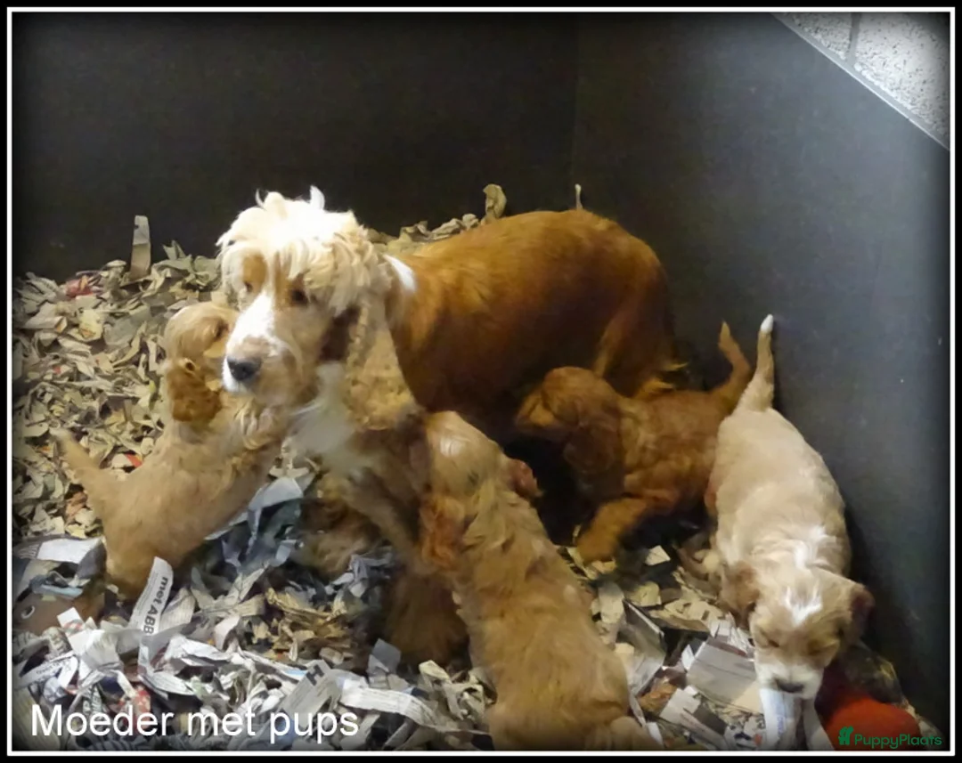 Cockapoo honden te koop: Cockapoo pups - Advertentie 14