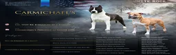 American Staffordshire Terriër honden te koop: Carmichael's nest - Advertentie 1