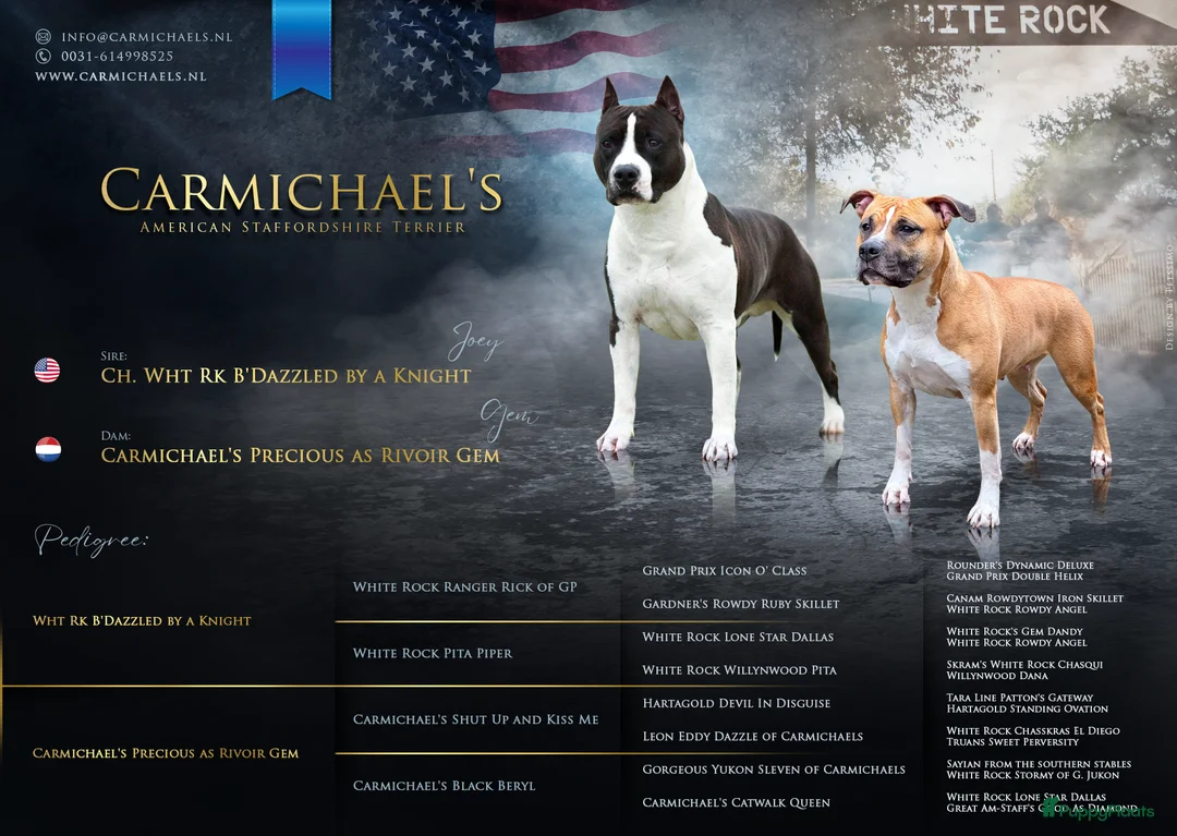American Staffordshire Terriër honden te koop: Carmichael's nest - Advertentie 1