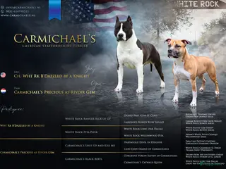 American Staffordshire Terriër honden Carmichael's nest - Advertentie 1