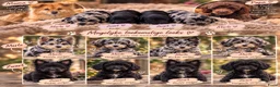Kruising honden te koop: 🐾 4 Teddypoo pups geboren |ToyPoedelXTeddydog 🤎 - Advertentie 18