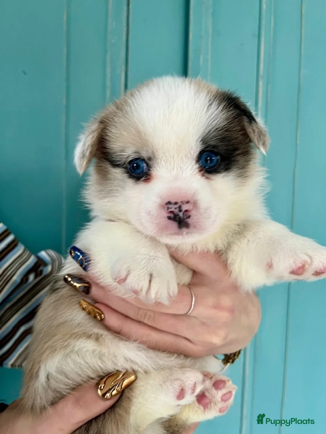 Welsh Corgi Cardigan honden te koop: Lief nestje met corgi pups beschikbaar - Advertentie 13