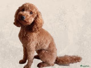 Dwergpoedel honden rode dwergpoedel dekreu (NIET te koop) in Budel - Advertentie 2