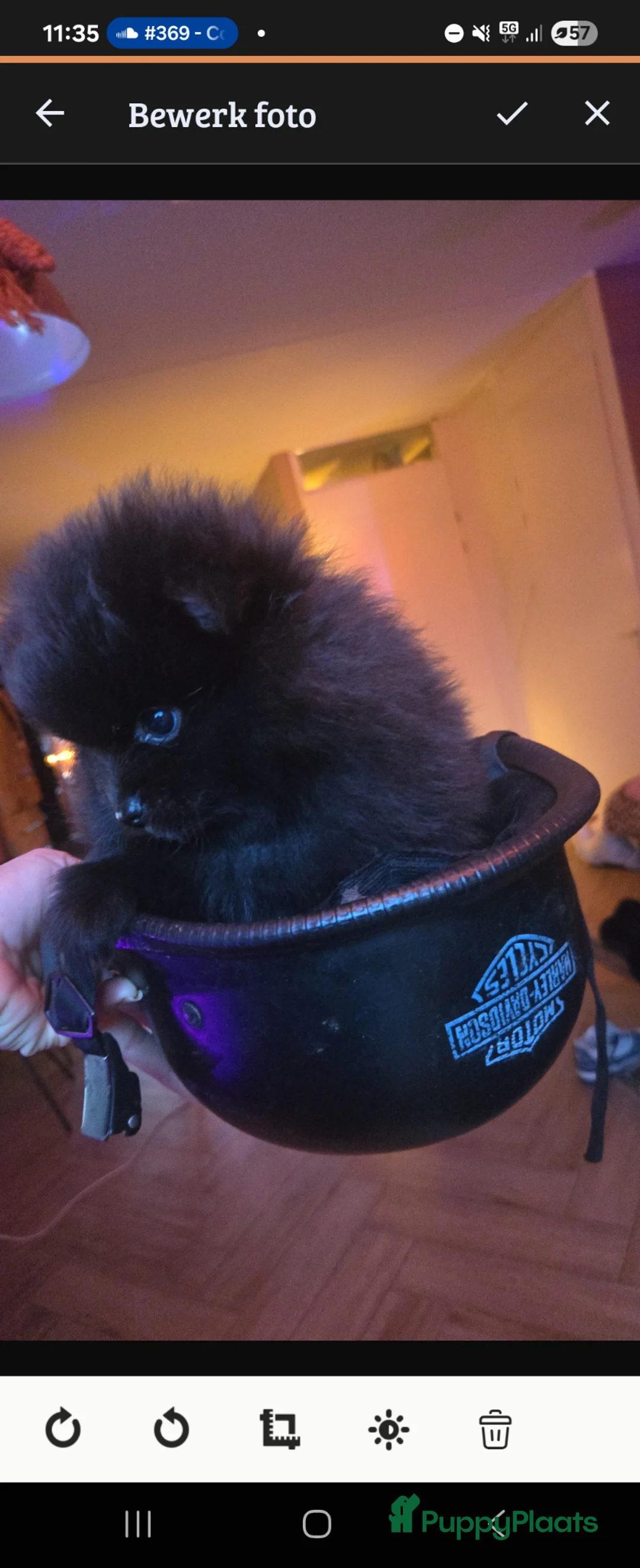 Pomeriaan honden te koop: Blackie zoekt nog een goud mandje - Advertentie 9