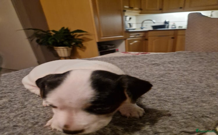 Jack Russel Terriër honden - Advertentie 6