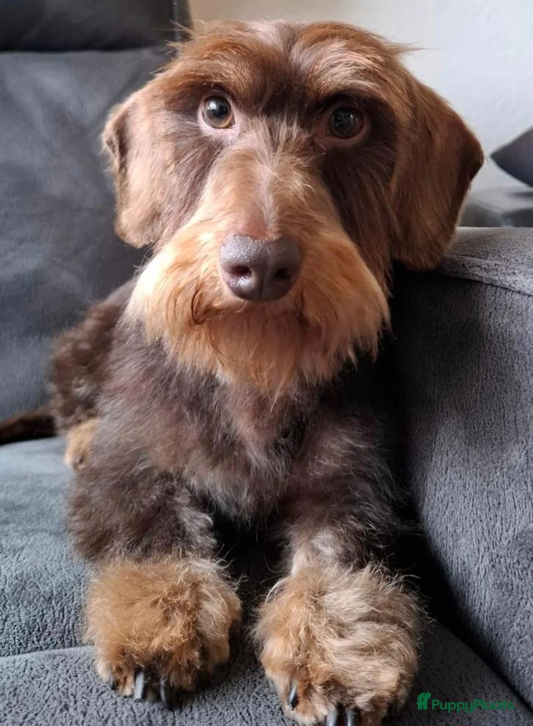 Ruwhaar Teckel honden te koop: Ruwhaar teckel pups - Advertentie 7