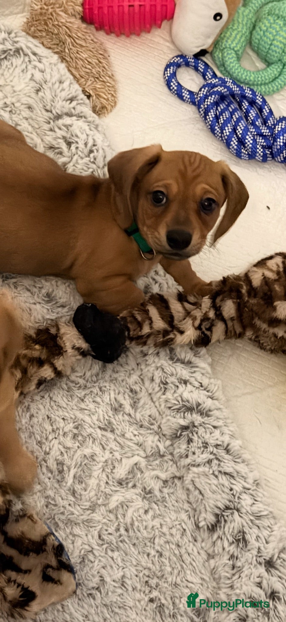 Kruising honden 1 teefje en 1 reutje 💙❤️ - Advertentie 5