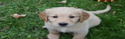 Golden Retriever honden te koop: Golden Retriever pups met stamboom - Advertentie 3