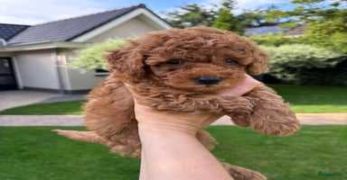 Poedel Toy honden - Advertentie 5