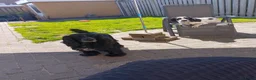 Kruising honden te koop: Een Onverwacht Sprookje 💝😊 - Advertentie 7