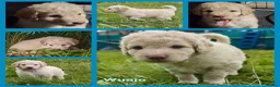 Spaanse Waterhond honden te koop: Echte schip-pups vanaf het Lauwersmeer! 🐾⛵ - Advertentie 24