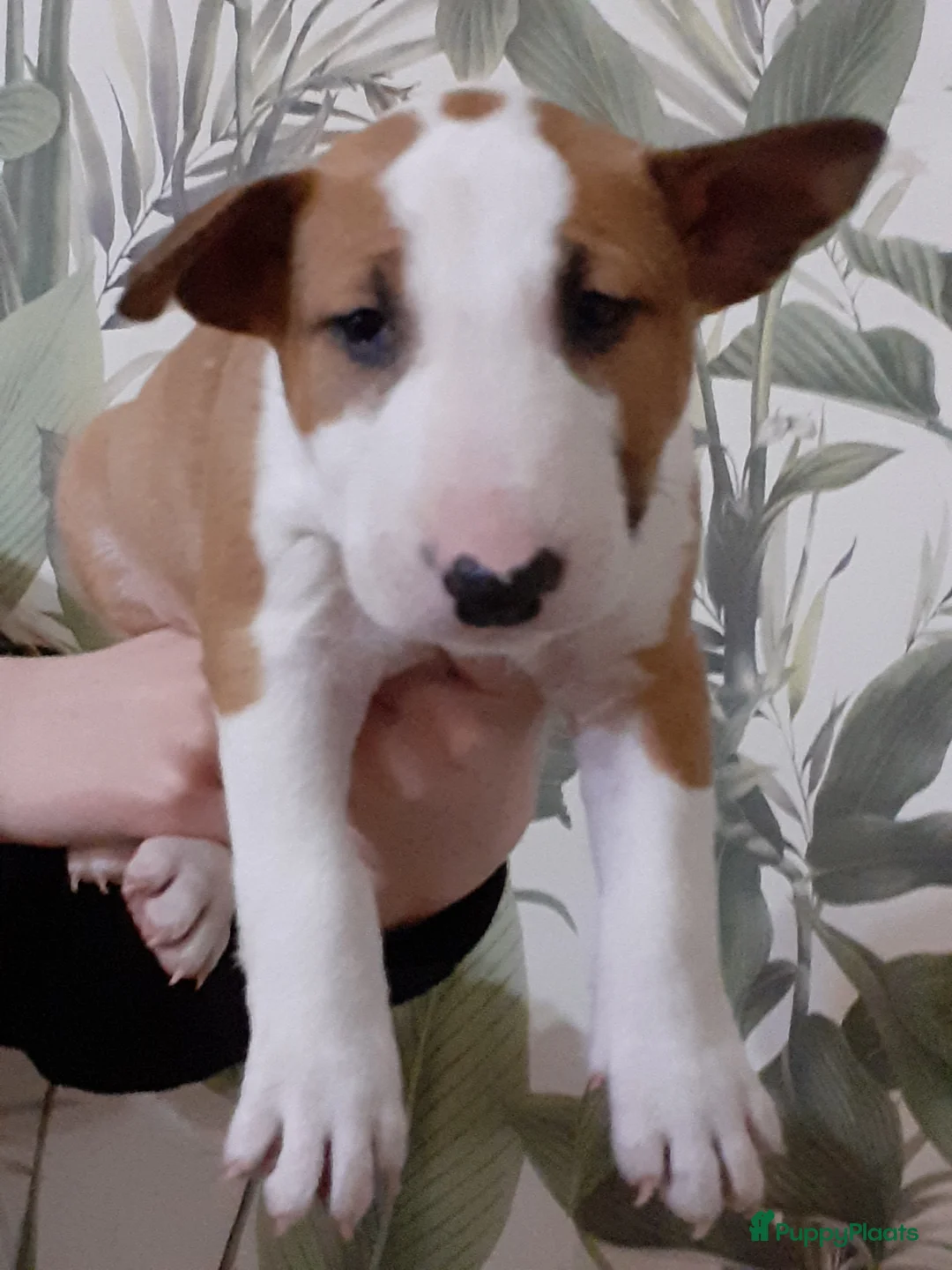 Bull Terriër honden te koop: deze 4 kanjers zijn op zoek naar gouden mandje - Advertentie 14