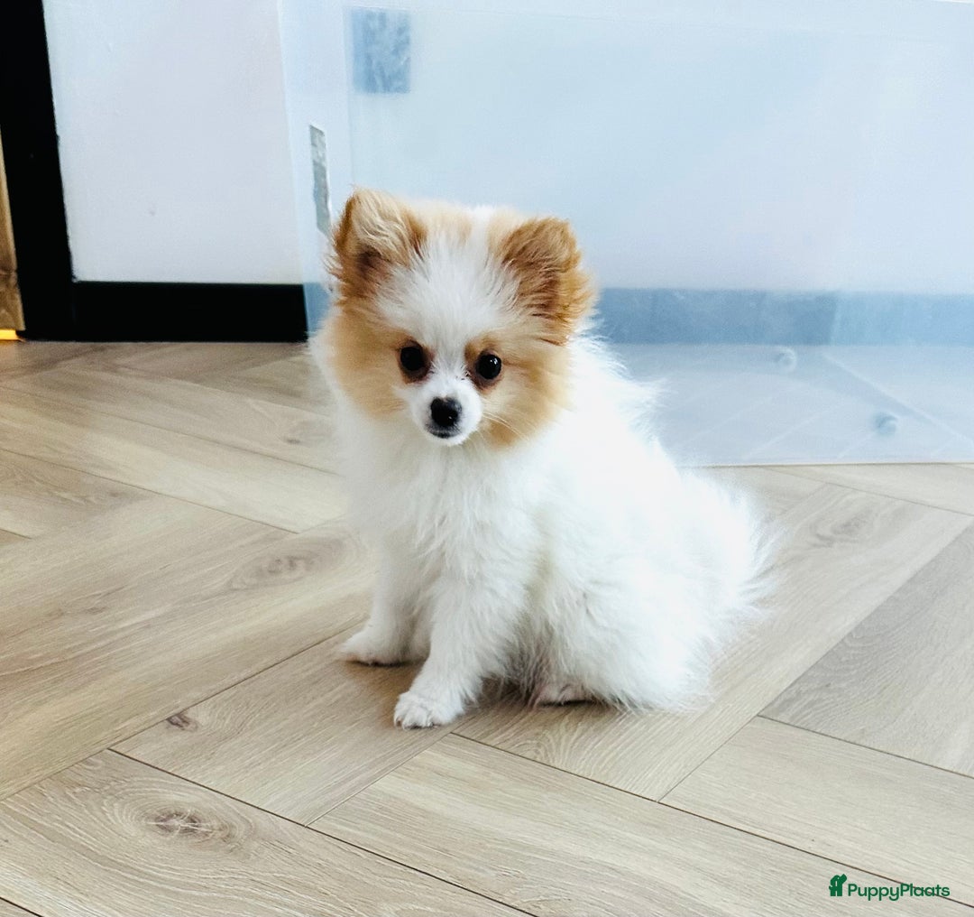 Pomeriaan honden te koop: Mini pomeranian pomeriaan teefje volledig ingeent - Advertentie 13