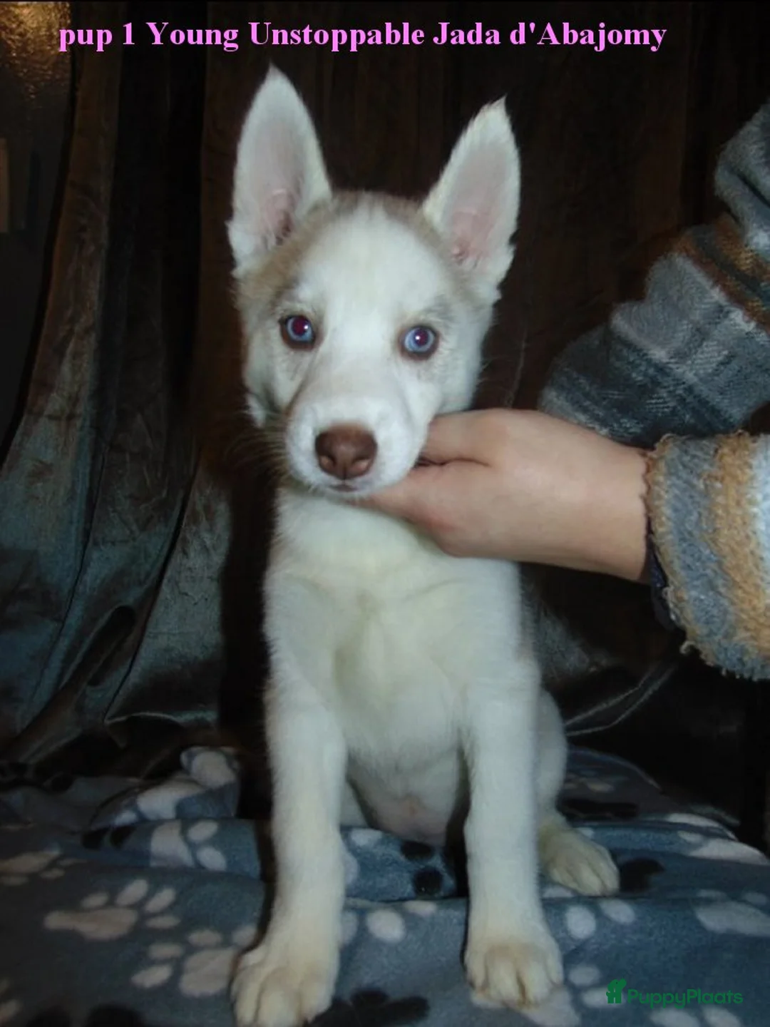 Siberische Husky honden te koop: Siberische husky pups - Advertentie 3