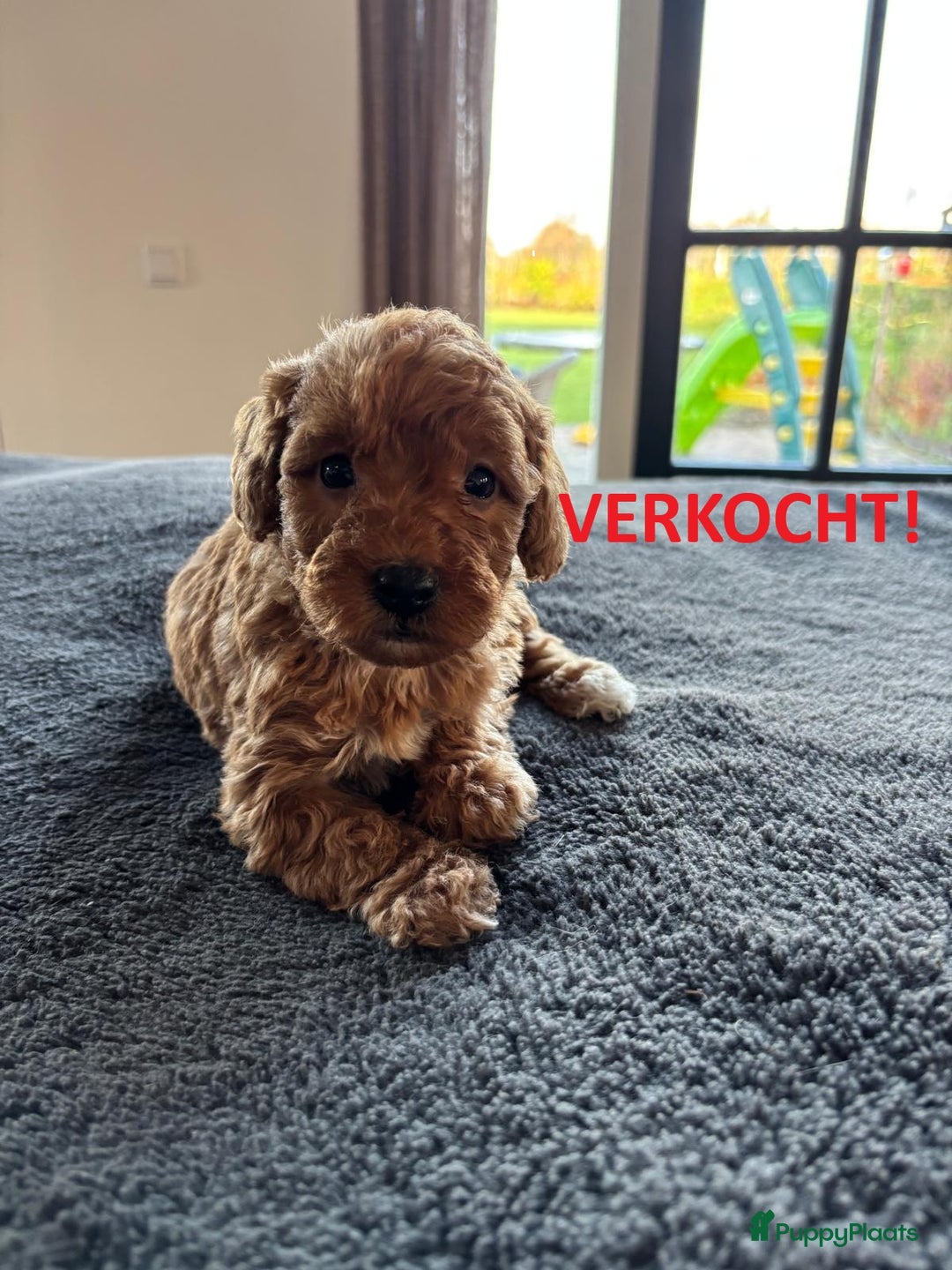 Kruising honden te koop: Mini Labradoodle F3 - Advertentie 12