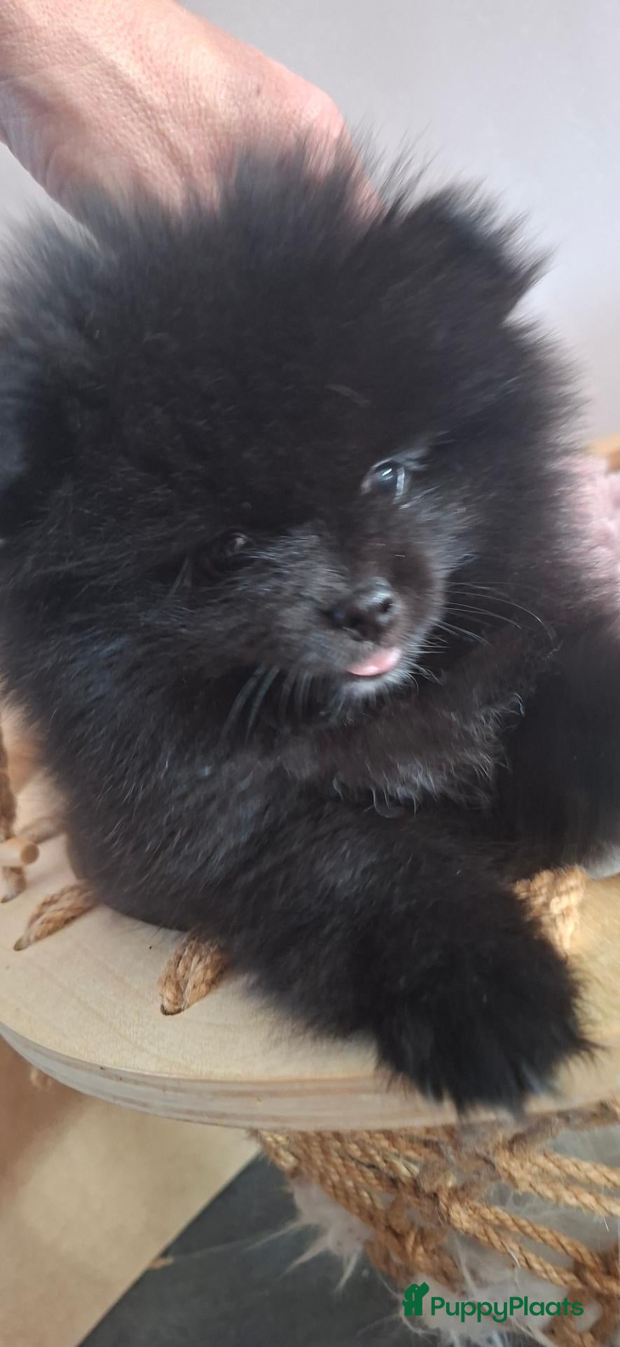 Pomeriaan honden Pomeriaan puppy  - Advertentie 2