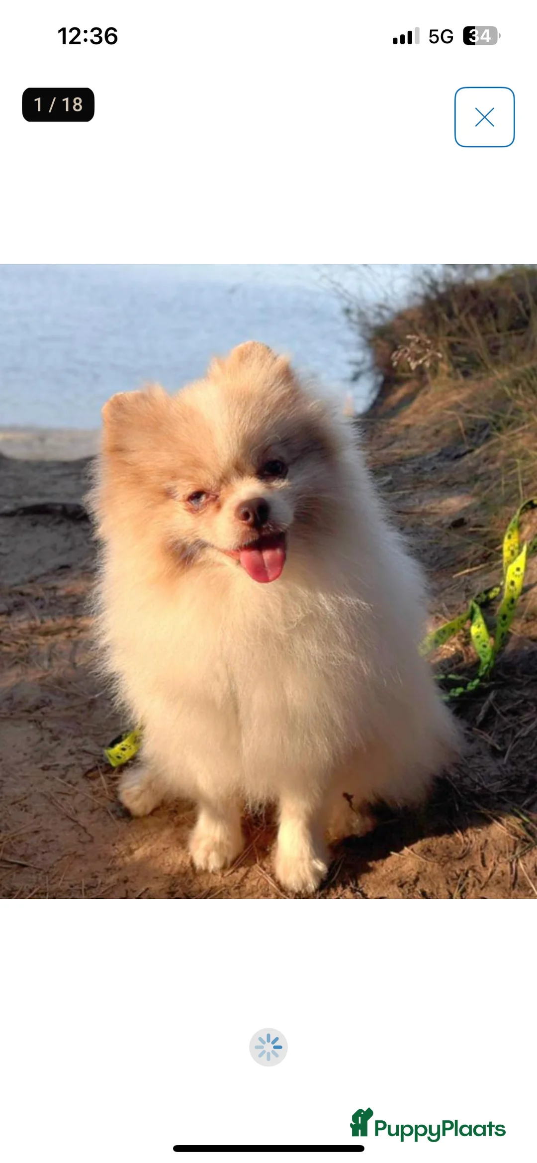 Pomchi honden te koop: Kleine pomchi pups 75% pomeranian 25% chihuahua - Advertentie 15