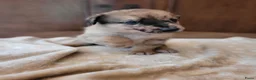 Kruising honden te koop: Mix Mechelse Herder X Australian Shepherd Puppy's  - Advertentie 10
