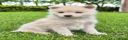 Kruising honden te koop: Pomsky x shiba inu (1/4) pups - Advertentie 17