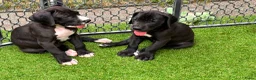 Duitse Dog honden te koop: Prachtige Duitse Dog pups zoeken een thuis - Advertentie 17