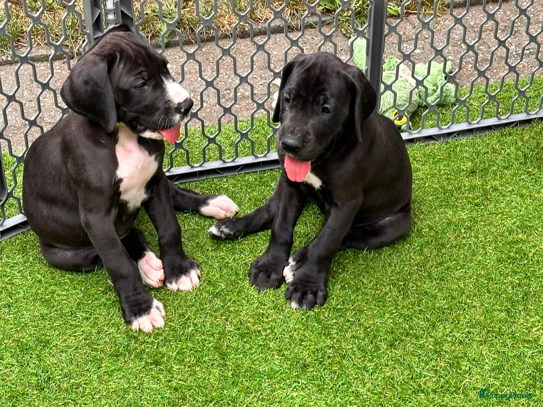 Duitse Dog honden te koop: Prachtige Duitse Dog pups zoeken een thuis - Advertentie 17