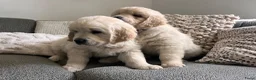 Golden Retriever honden te koop: 2 Golden retriever reutjes 🩵 zie uitleg prijs - Advertentie 4