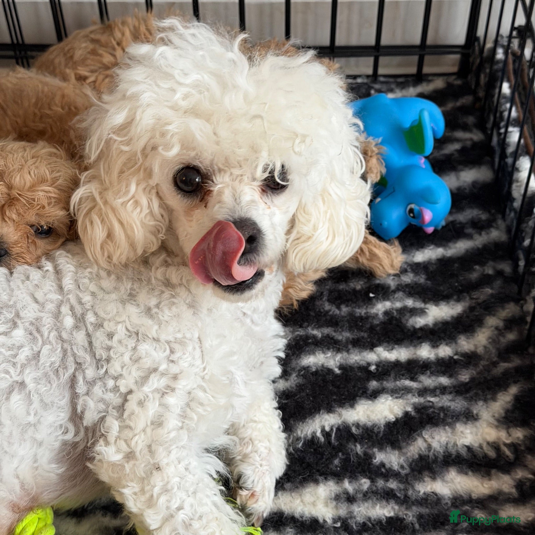 Poedel Toy honden Toy poedel puppy’s  - Advertentie 2