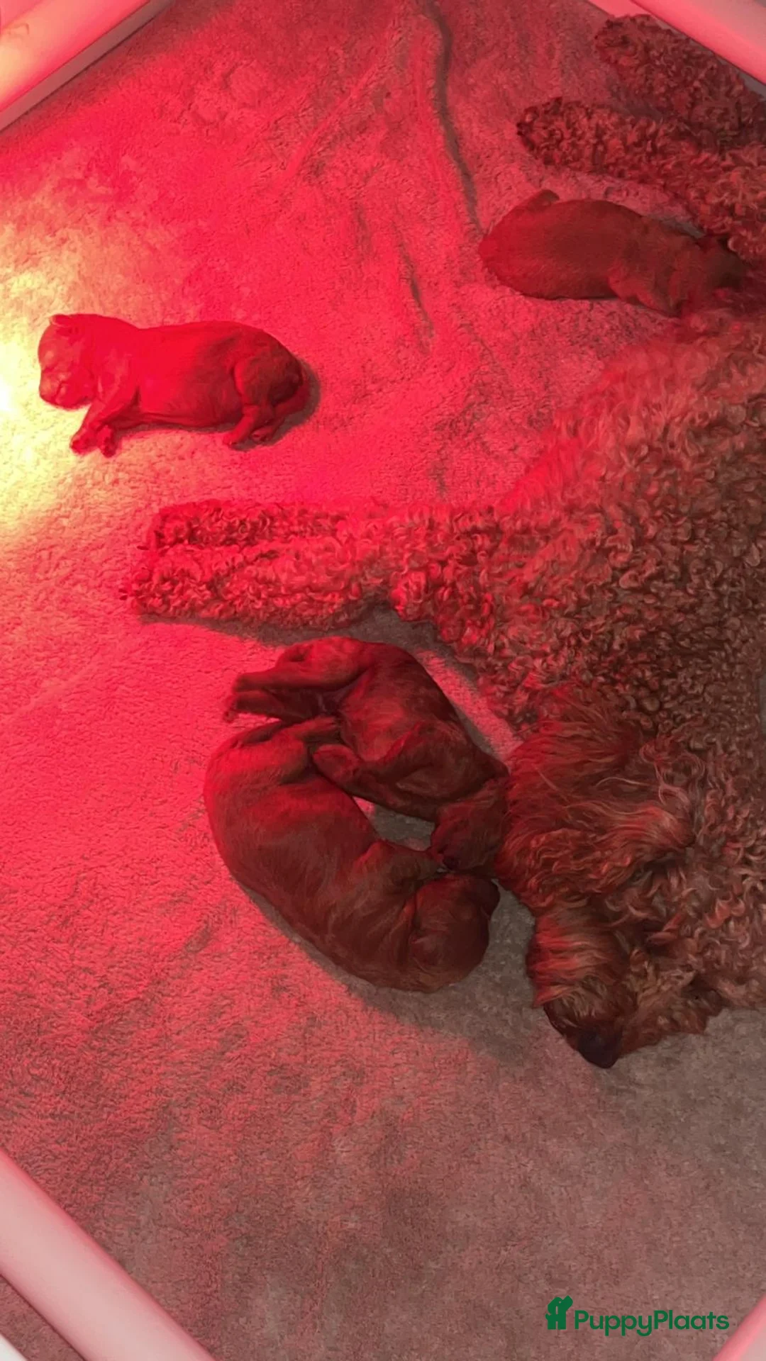 Dwergpoedel honden te koop: Rode Dwergpoedel pups met FCI stamboom! - Advertentie 3