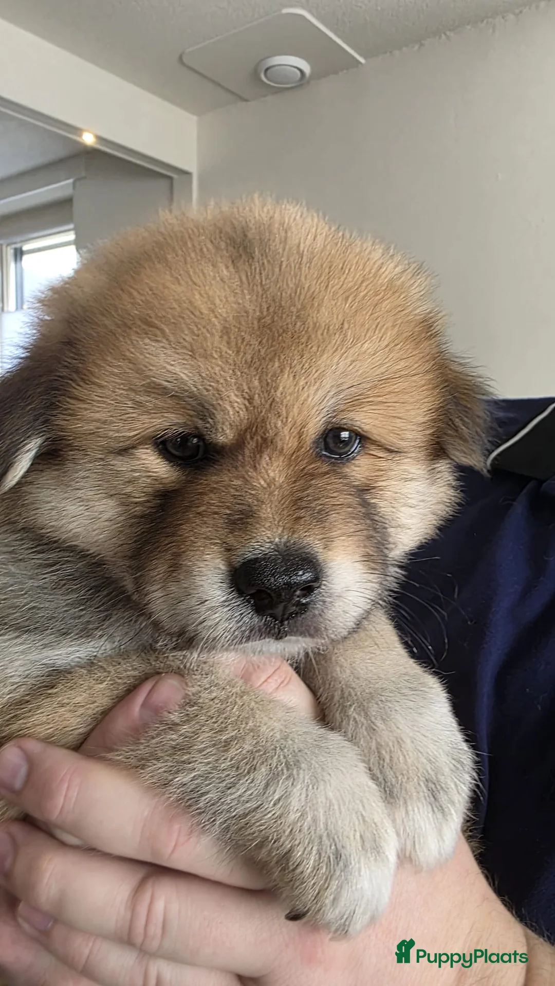 Eurasiër honden te koop: Eurasier pup  - Advertentie 1
