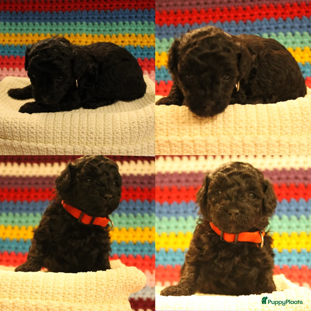 Maltipoo honden te koop: Fantastisch zwarte Maltipoo F1b 🥰 Anti-allergie - Advertentie 28