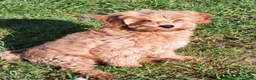 Cockapoo honden te koop: Cockapoo pup (Toy Poedel x Cocker Spaniël) - Advertentie 4