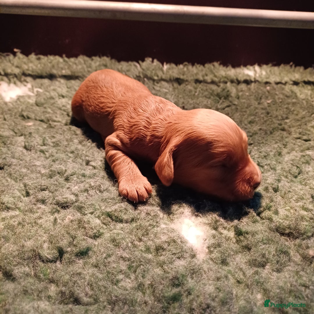 Labradoodle honden te koop: Prachtige multigen labradoodle pups - Advertentie 13