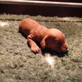 Labradoodle Puppy 8