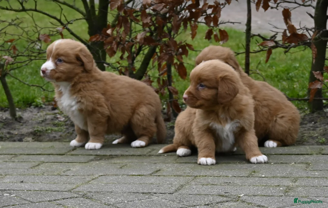 Nova Scotia Duck Tolling Retriever honden te koop: Speelse Nova Scotia Duck Tolling Retriever pups  - Advertentie 5