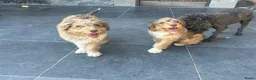 Kruising honden te koop: Mini Aussiedoodle reutjes - Advertentie 5