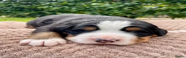 Berner Sennenhond 3