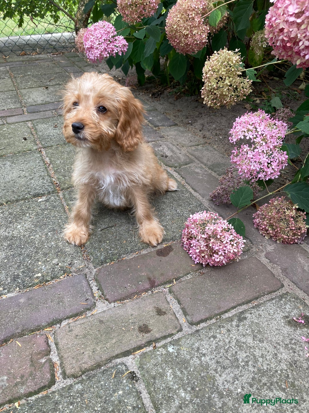 Cockapoo honden te koop: Hele lieve Cockapoo pups - Afbeelding 7