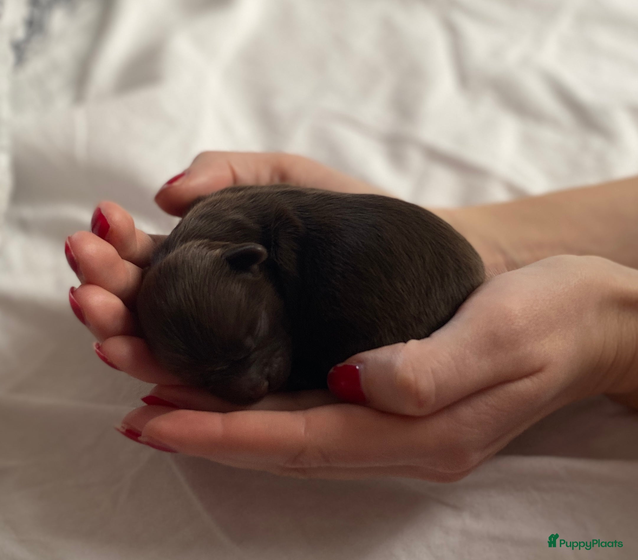 Shihpoo honden Prachtige choco Shihpoo’s te reserveren - Advertentie 1